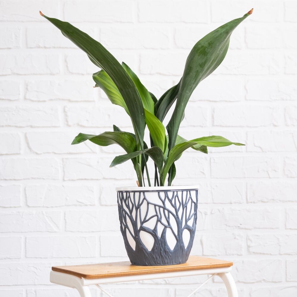 Cast iron plant (Aspidistra elatior) with tough leaves on a stand in interior